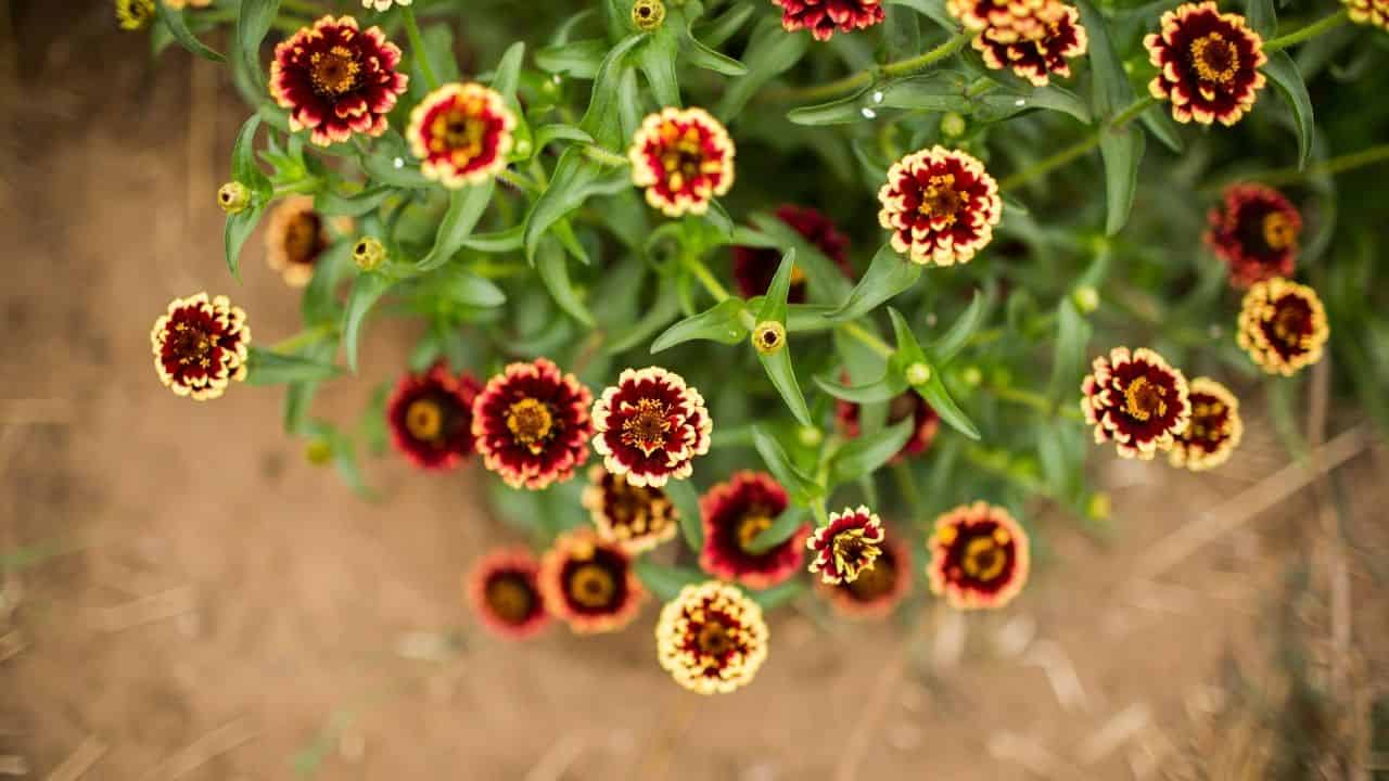Blanket Flowers Gaillardia blooming in sandy rocky soil sunny garden