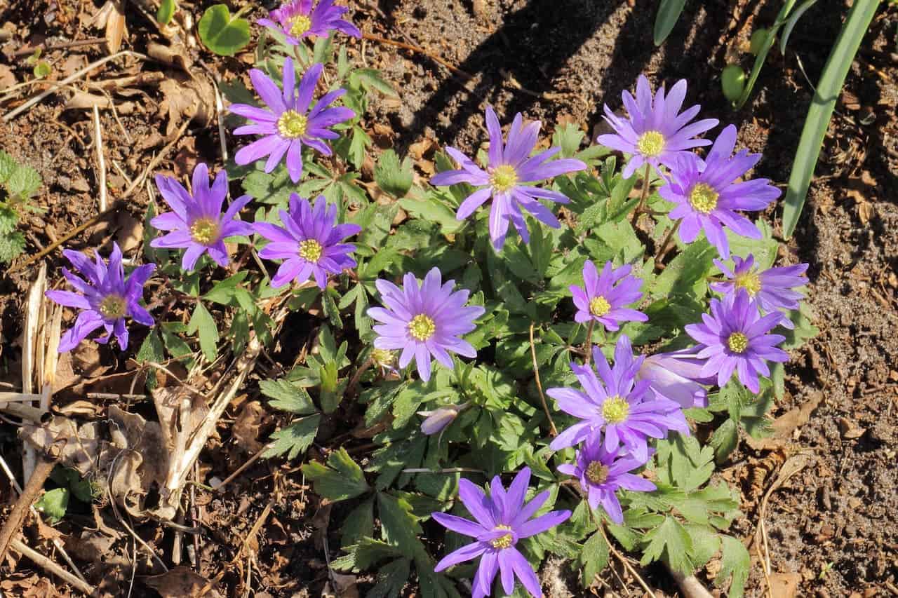 Cluster of purple Grecian Windflower with bright yellow centers growing from green foliage on brown soil with plant debris