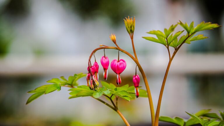 A close-up of a bleeding heart plant with pink, heart-shaped flowers hanging from curved stems, surrounded by green leaves in soft focus