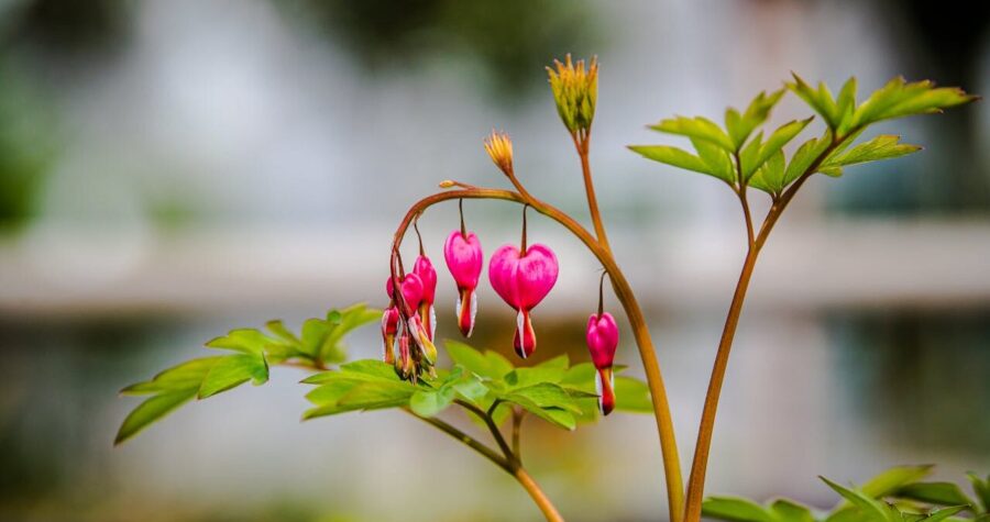A close-up of a bleeding heart plant with pink, heart-shaped flowers hanging from curved stems, surrounded by green leaves in soft focus
