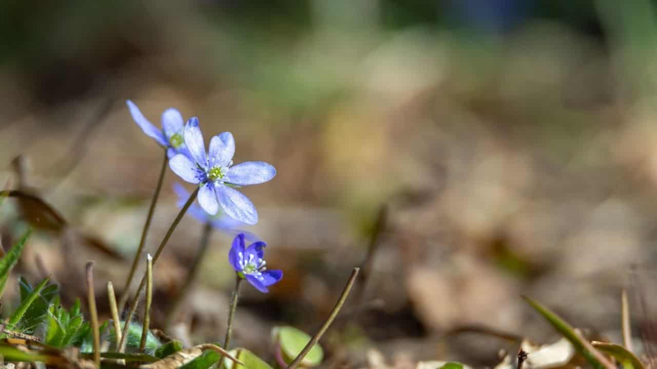 Bluestar Amsonia blue star-shaped flowers in rocky poor soil drought-tolerant garden