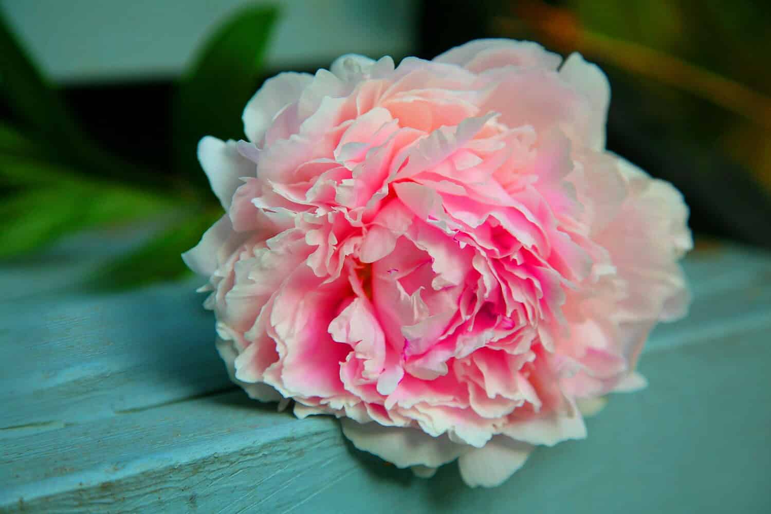 A vibrant close-up of a soft pink peony flower in full bloom, showcasing delicate petals.