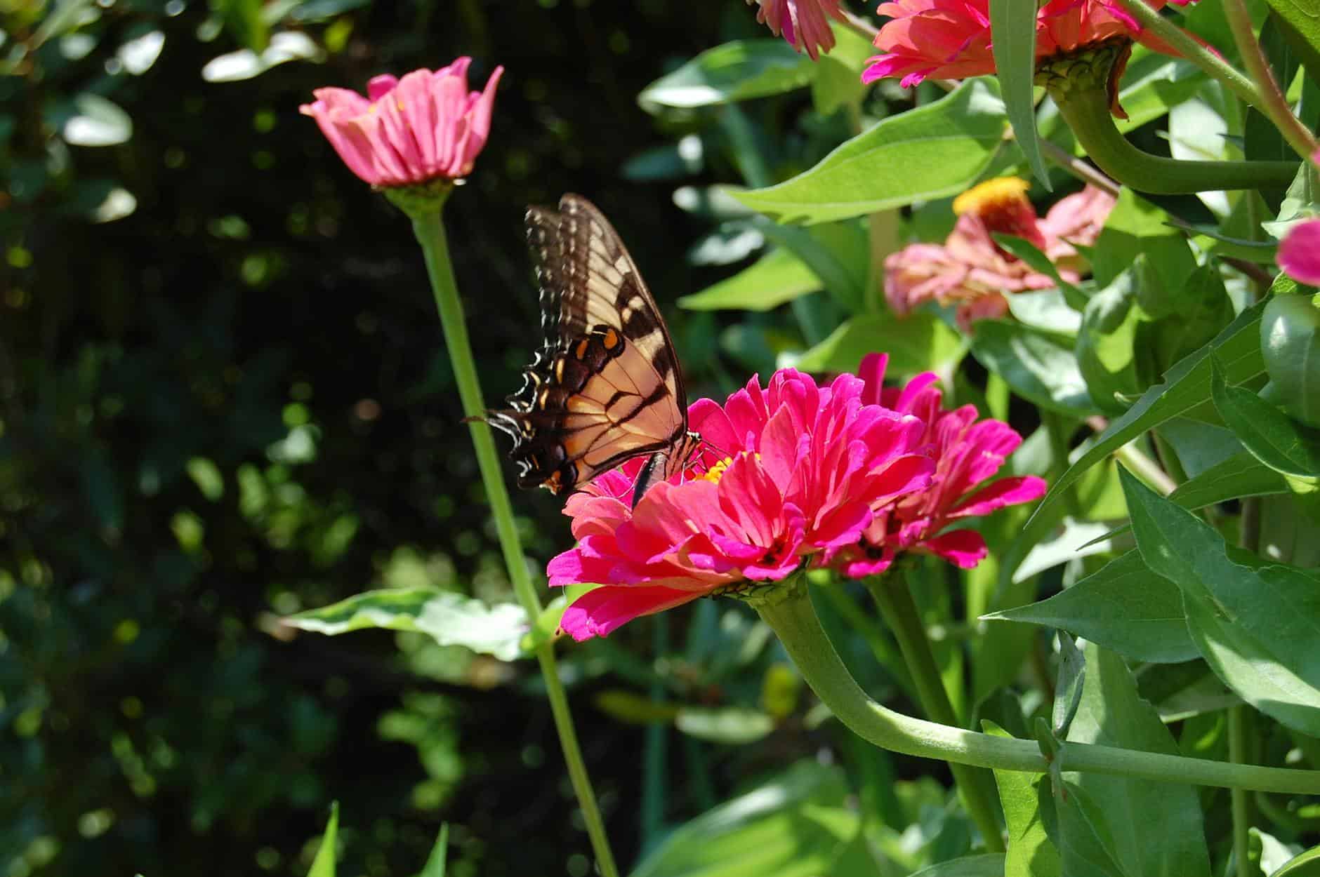 Close-up of an Eastern Tiger Swallowtail butterfly on colorful zinnia flowers in a sunny garden.