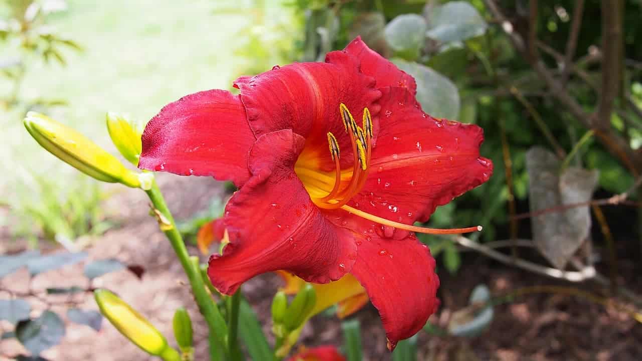 Vibrant red daylily with yellow center and stamens, showing water droplets on petals, green stem with unopened yellow buds nearby, blurred garden background