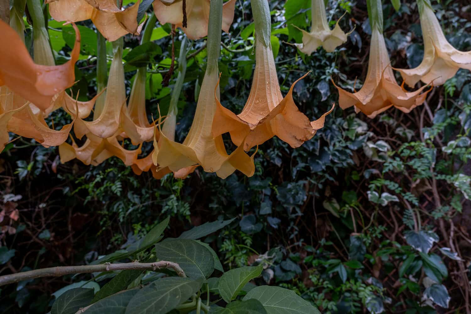 Cluster of orange trumpet-shaped Brugmansia flowers hanging downward with raindrops, surrounded by lush green foliage and leafy background