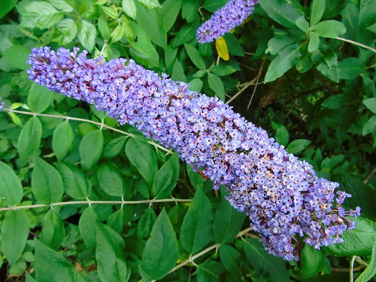 Cluster of small purple flowers blooming on a long stem, surrounded by dense green foliage, flower acting as a nectar source for butterflies, flower contributing to a vibrant garden display