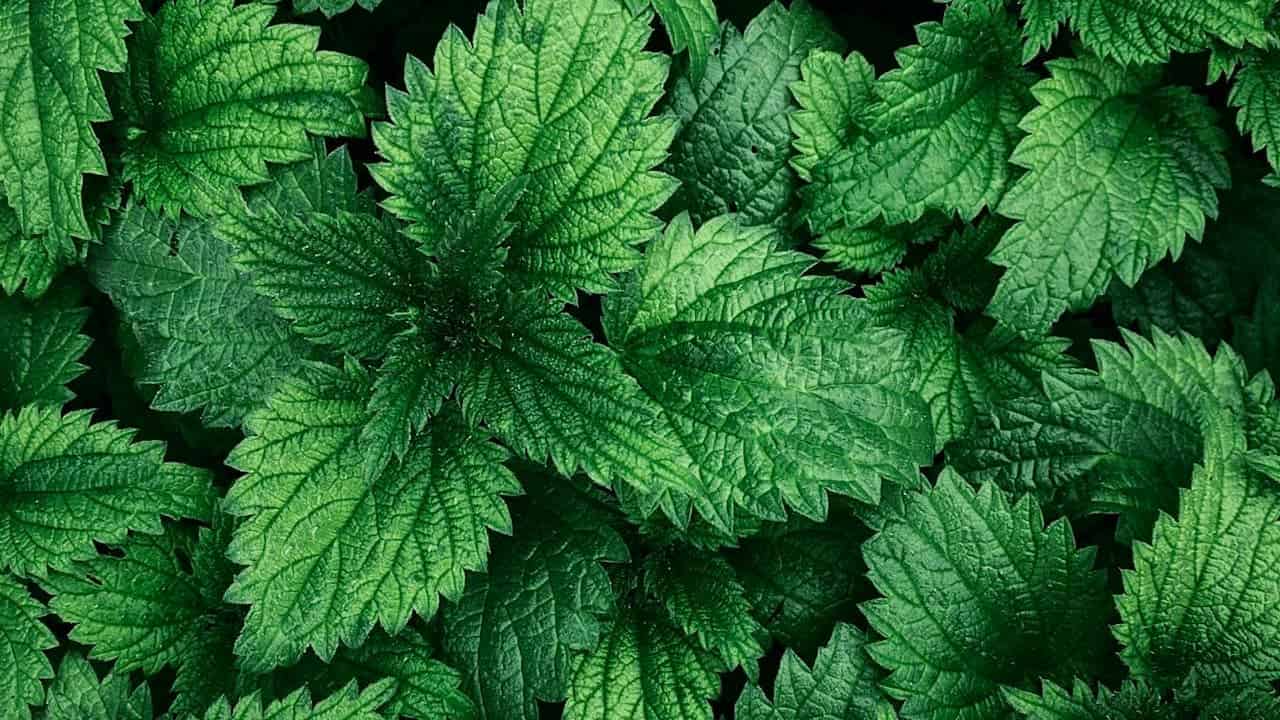 Close-up of stinging bull nettle plants showing serrated green leaves with visible veins arranged in overlapping clusters