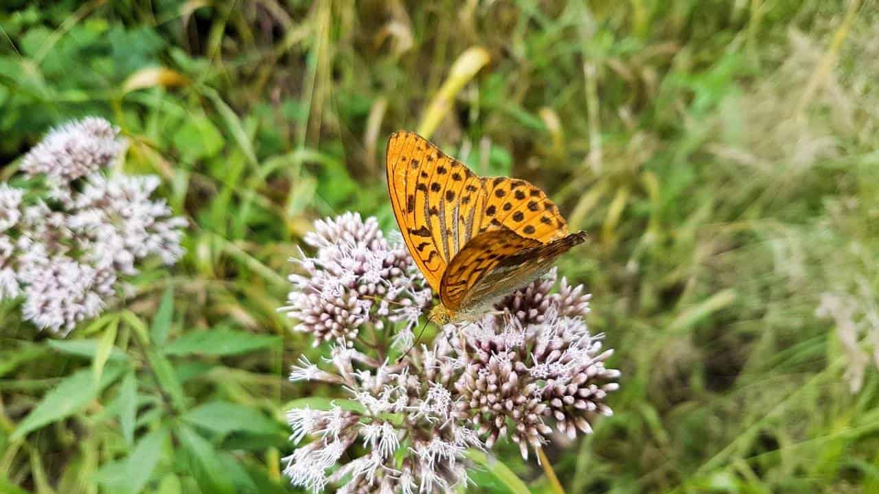 Butterfly Weed Asclepias tuberosa orange flowers dry sandy soil butterflies full sun