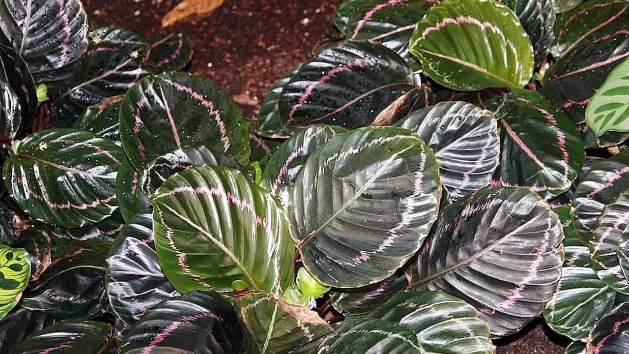 Dark green, glossy leaves with pinkish-purple streaks and patterns, arranged in a dense cluster. Some leaves have visible water droplets, and the background consists of dark soil with a few dried leaves