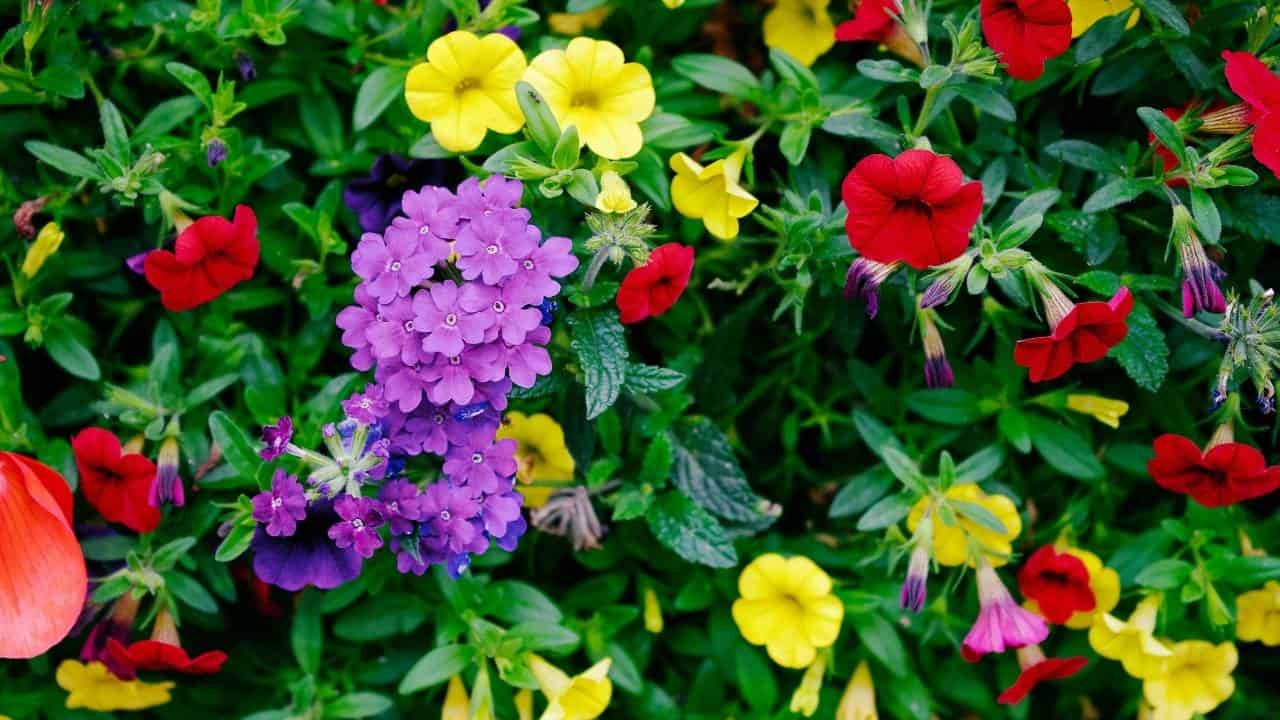 Calibrachoa trailing with Agastache