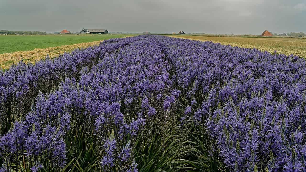 Field of blooming purple camas or hyacinth flowers stretching across agricultural landscape. Overcast sky hangs above Dutch countryside with traditional farm buildings and barns visible on the horizon amid green and gold fields
