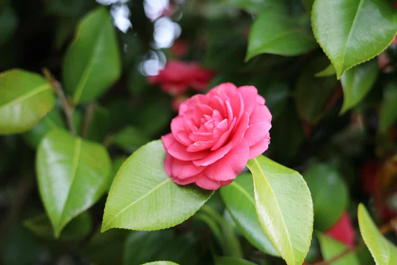 Pink Camellia japonica flower blooming among glossy green leaves, soft natural lighting