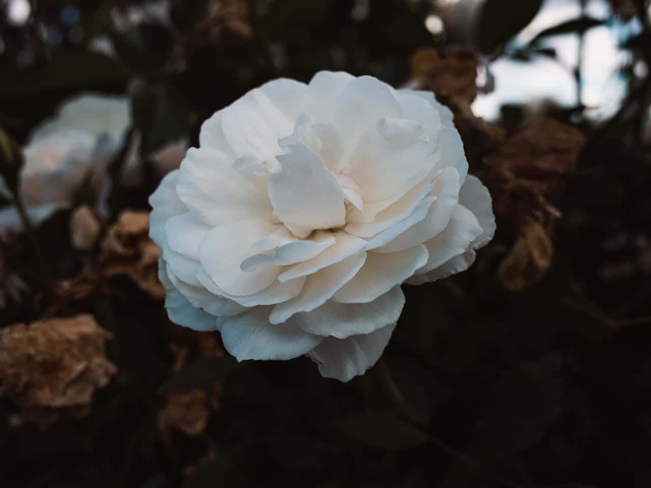 Close-up of a fully bloomed white camellia flower with layered petals in soft focus. The creamy white blossom stands out against a dark, blurred background of branches and foliage in moody, low lighting