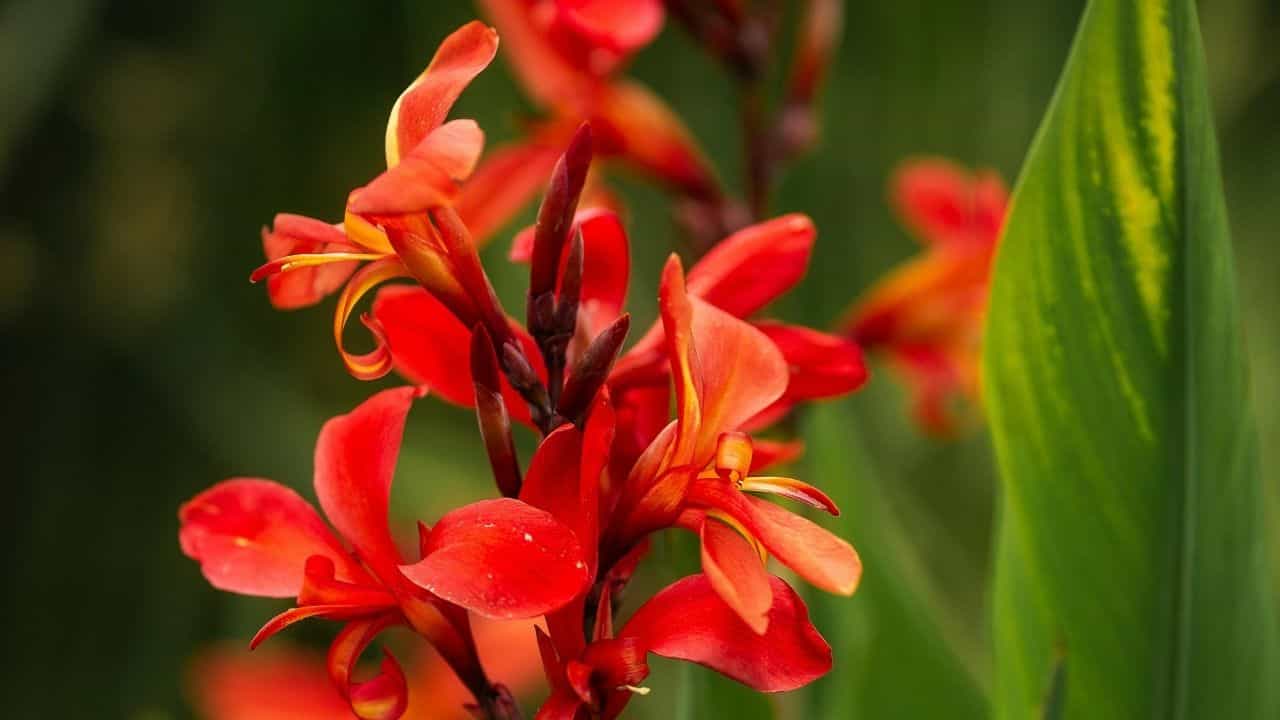 Canna Lilies