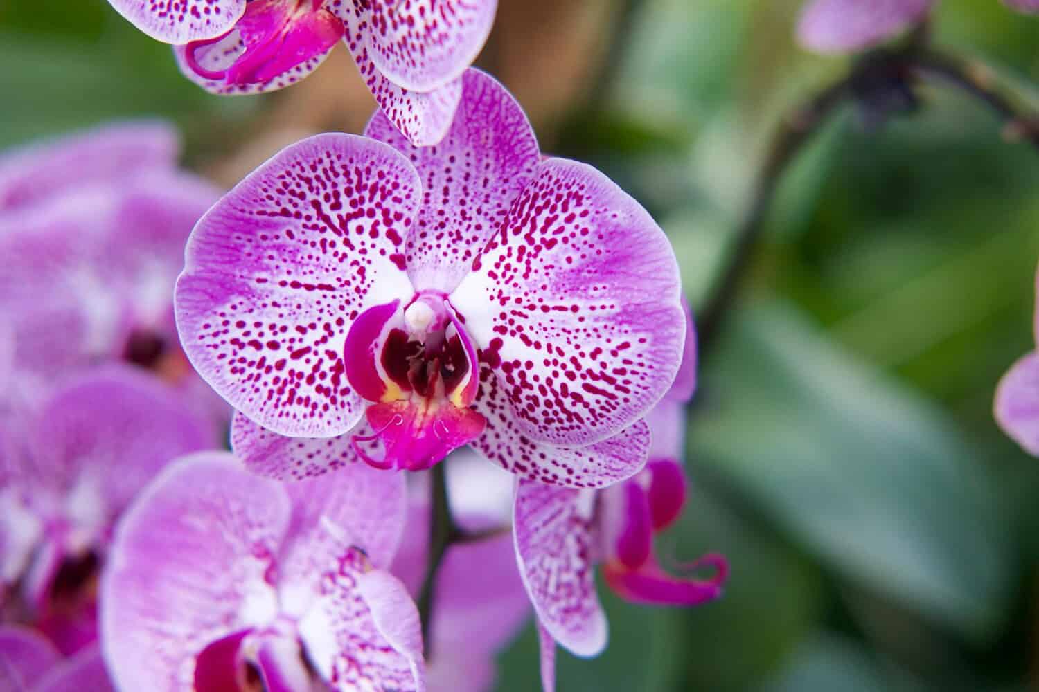 Close-up of vivid purple Phalaenopsis orchids in full bloom outdoors, showcasing nature's beauty.