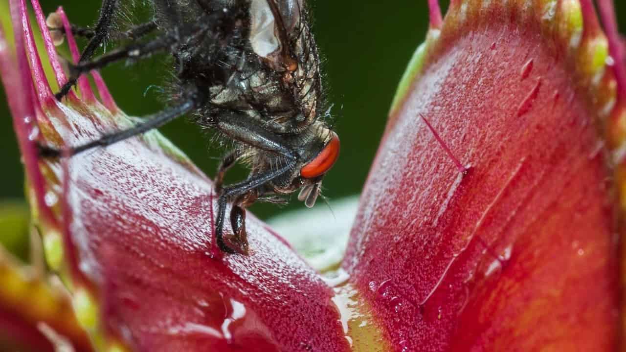 Black fly with red eyes caught between red jaws of a Venus flytrap plant