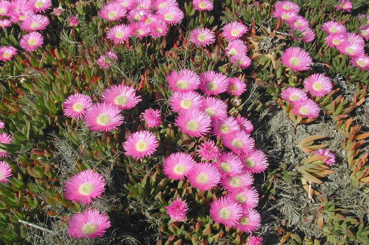 Vibrant pink ice plant flowers with light yellow centers growing among succulent foliage on sandy ground