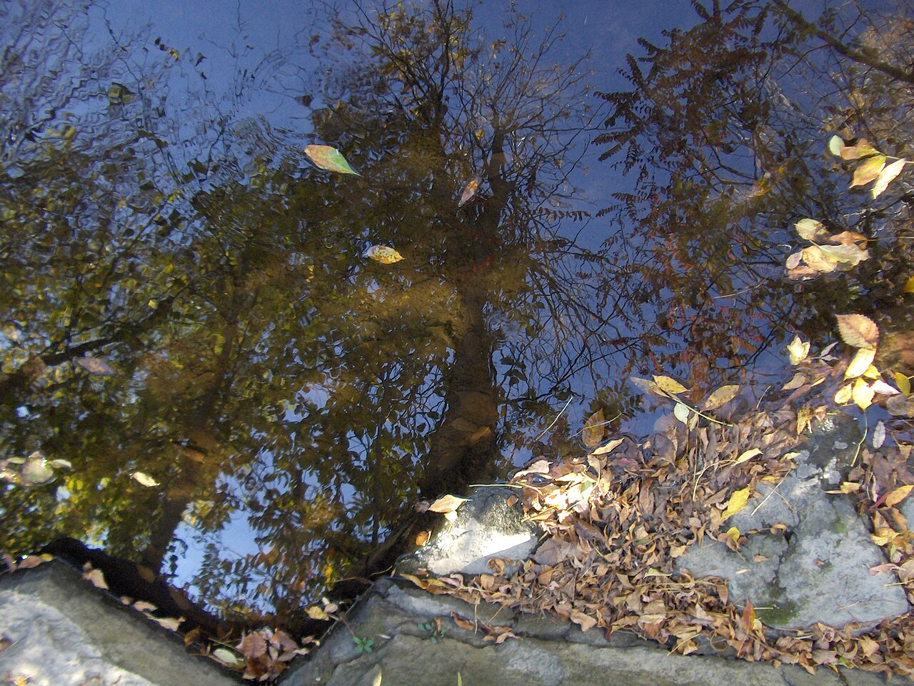 The image shows a calm body of water reflecting trees and autumn leaves, leaves floating on the surface, ripples distorting the reflection
