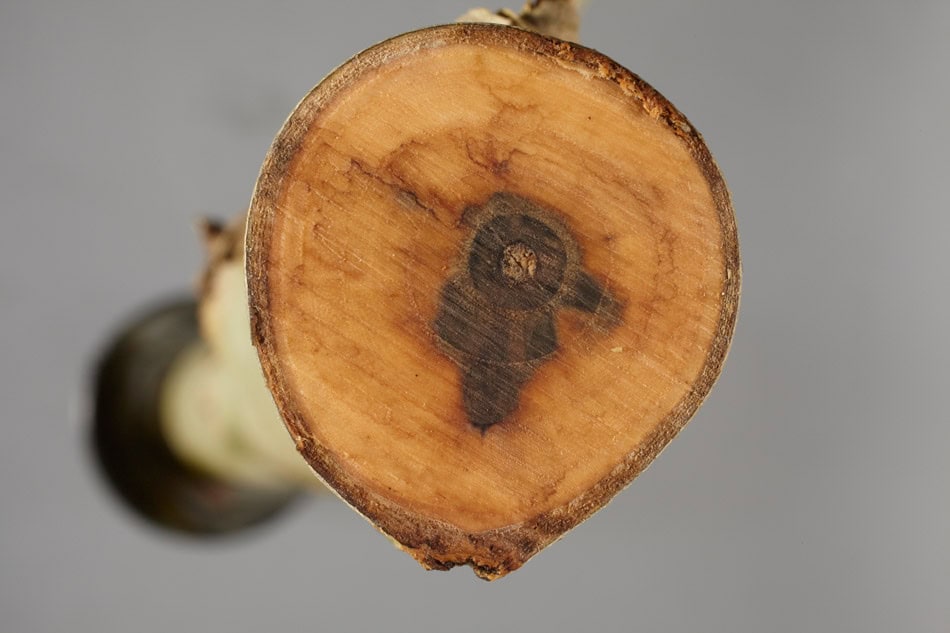 Close-up image of the cross-section of a tree stump, visible evidence of stem dieback in the wood, showing discoloration and irregular patterns, the area affected by dieback shows a darker spot