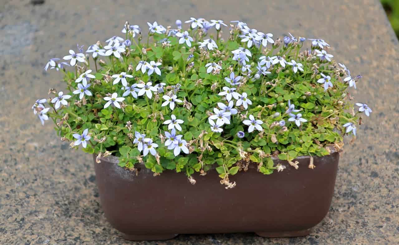 Compact brown planter filled with small star-shaped pale Blue Star Creeper (Isotoma fluviatilis) flowers and green foliage, placed on a rough stone surface