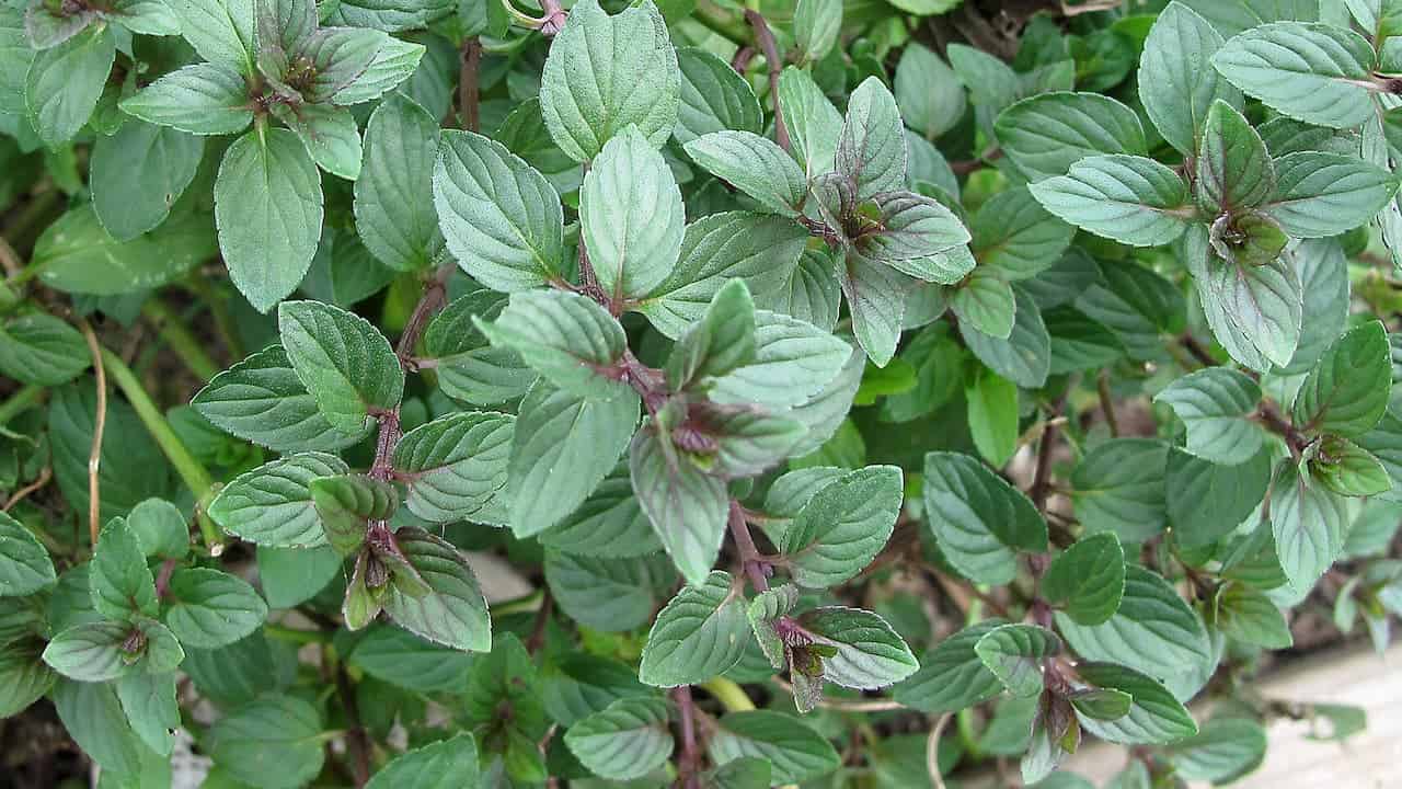 A dense cluster of chocolate mint leaves with purple-tinged stems, veined texture, and a slightly fuzzy surface growing in an outdoor setting