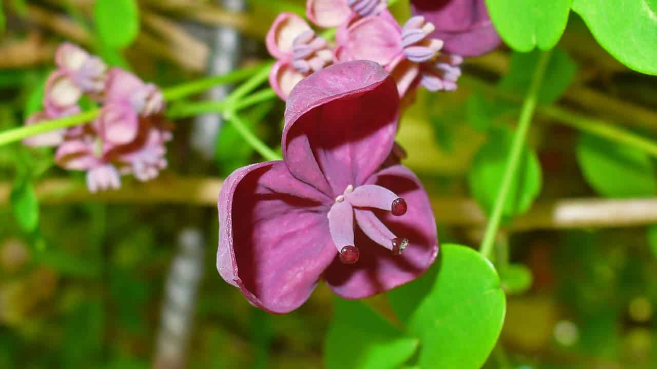 A close-up of a deep purple Chocolate Vine flower with three petals, curved stamens, and a blurred background of green leaves and additional blossoms