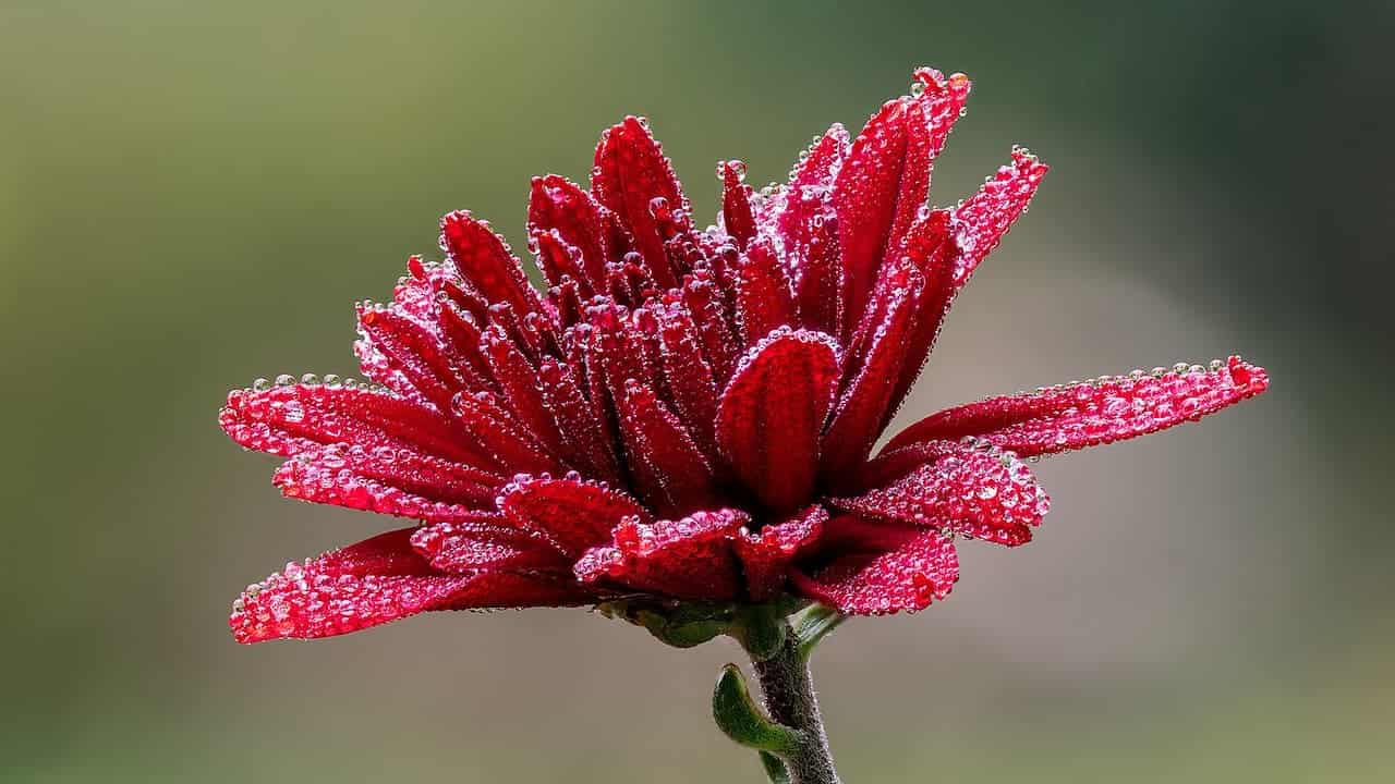 Close-up of a vibrant red Chrysanthemum with water droplets covering its petals against a blurred green background