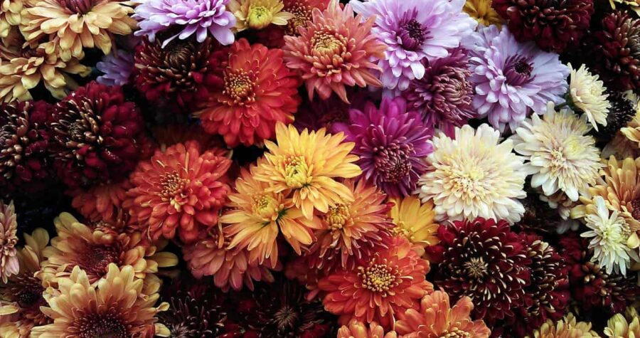 Vibrant bouquet of chrysanthemums in various colors including purple, orange, yellow, red, and white densely packed together