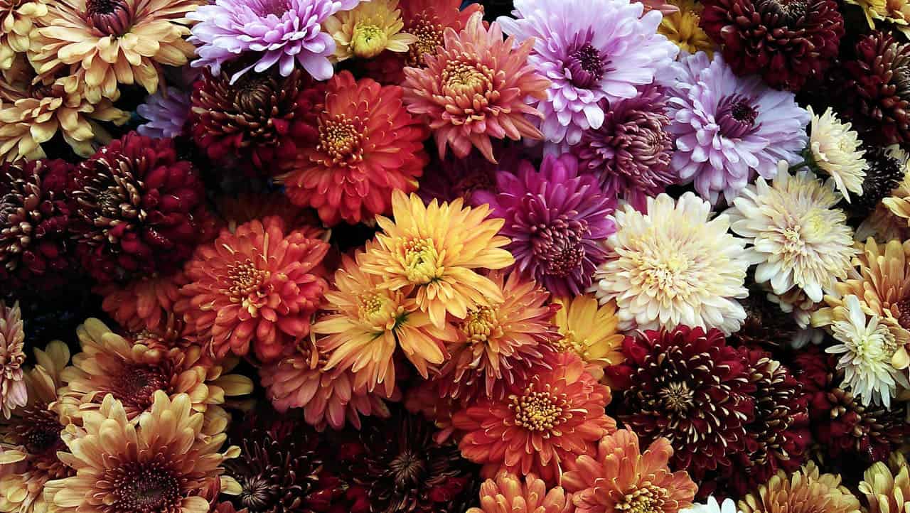 Vibrant bouquet of chrysanthemums in various colors including purple, orange, yellow, red, and white densely packed together