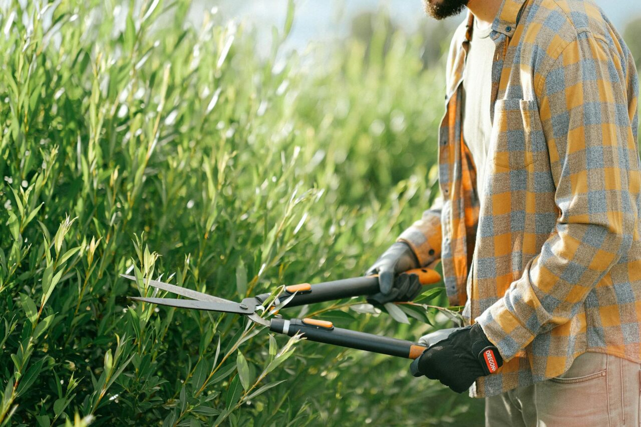 Gardener in plaid shirt, using pruning shears, trimming dense green bushes, outdoor setting