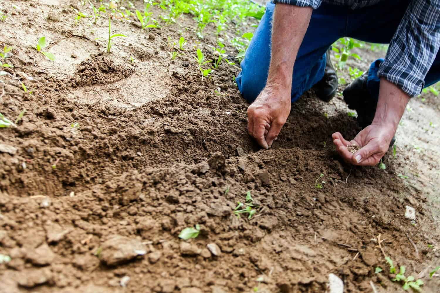 Close-up of a person’s hand planting seeds into dark, rich soil, gently pressing the seeds into the earth in a garden or farm setting