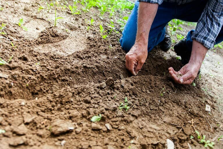 A person’s hand planting seeds into dark, rich soil, gently pressing the seeds into the earth in a garden or farm setting
