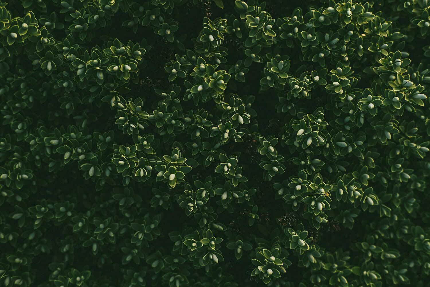 Close-up of boxwood shrub showing vibrant green foliage in natural daylight