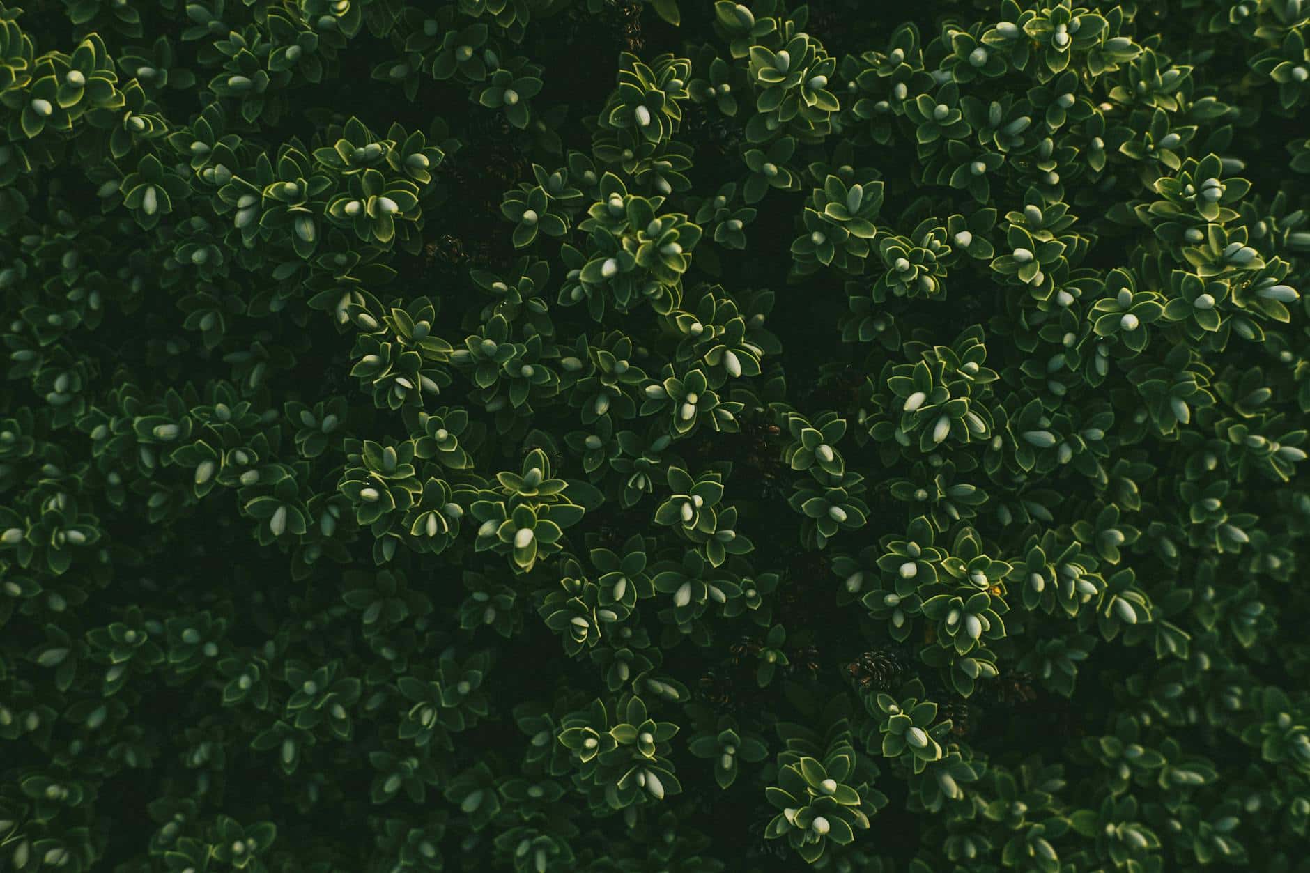 Close-up of boxwood shrub showing vibrant green foliage in natural daylight