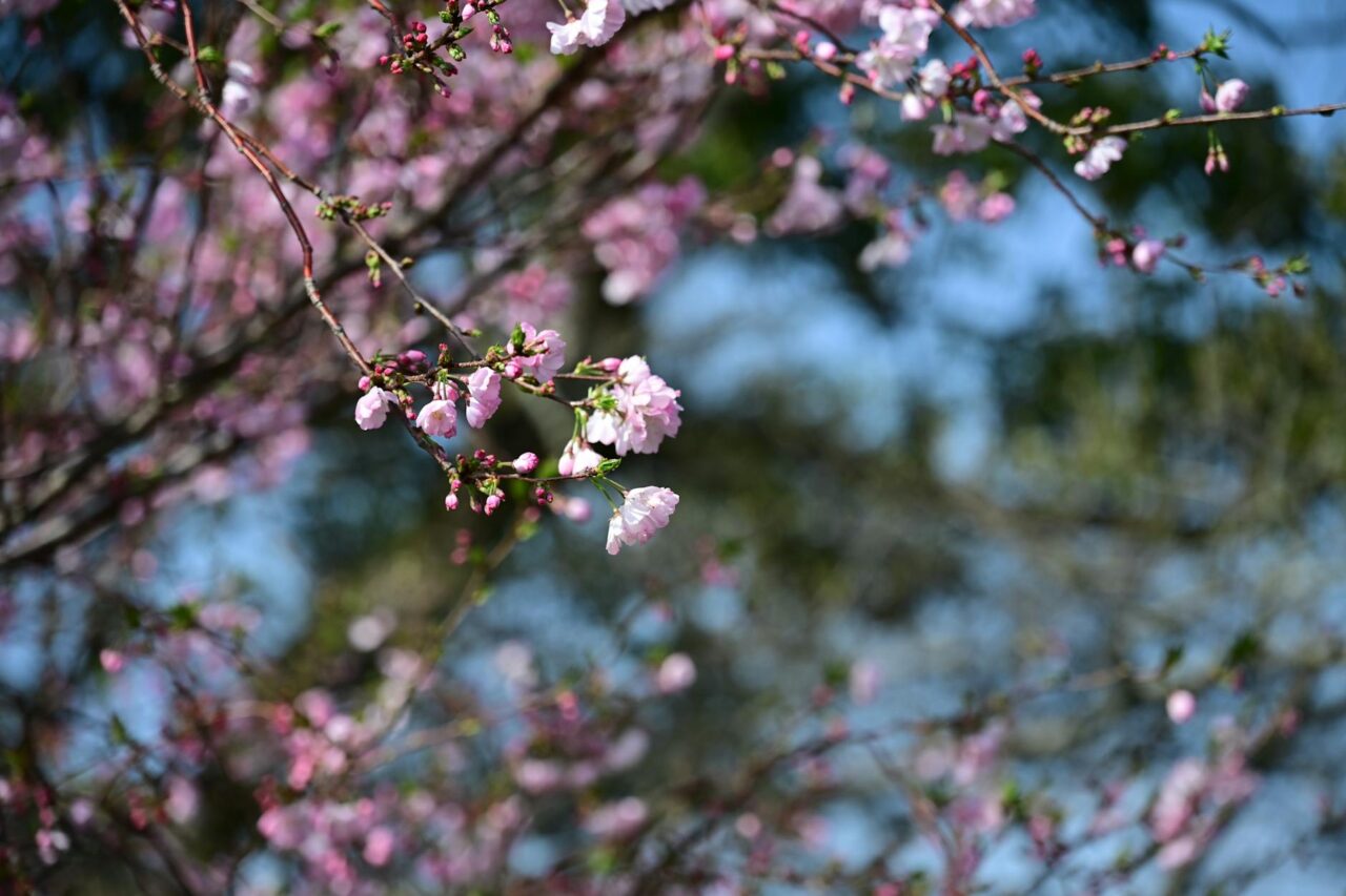 Close-up of cherry blossoms blooming in spring with pink petals against a blue sky.