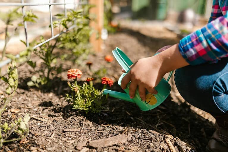 Hand holding a small green watering can, watering orange flowers in a garden bed, soil covered with mulch, bright outdoor lighting