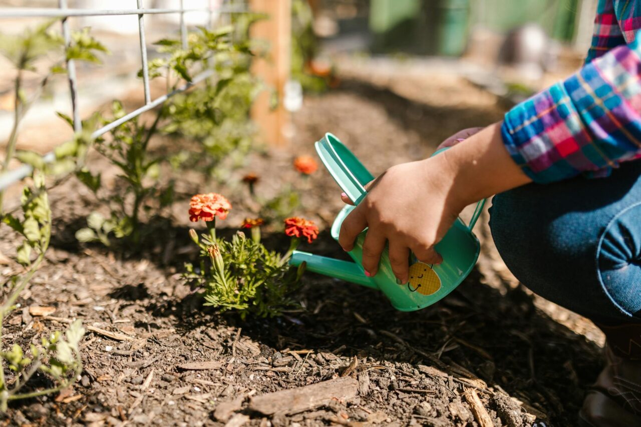 Hand holding a small green watering can, watering orange flowers in a garden bed, soil covered with mulch, bright outdoor lighting