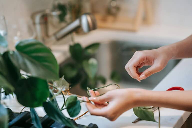 Close-up of hands caring for a Philodendron plant in a home setting with soft lighting.