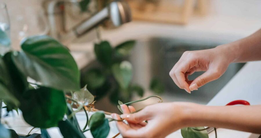 Close-up of hands caring for a Philodendron plant in a home setting with soft lighting.