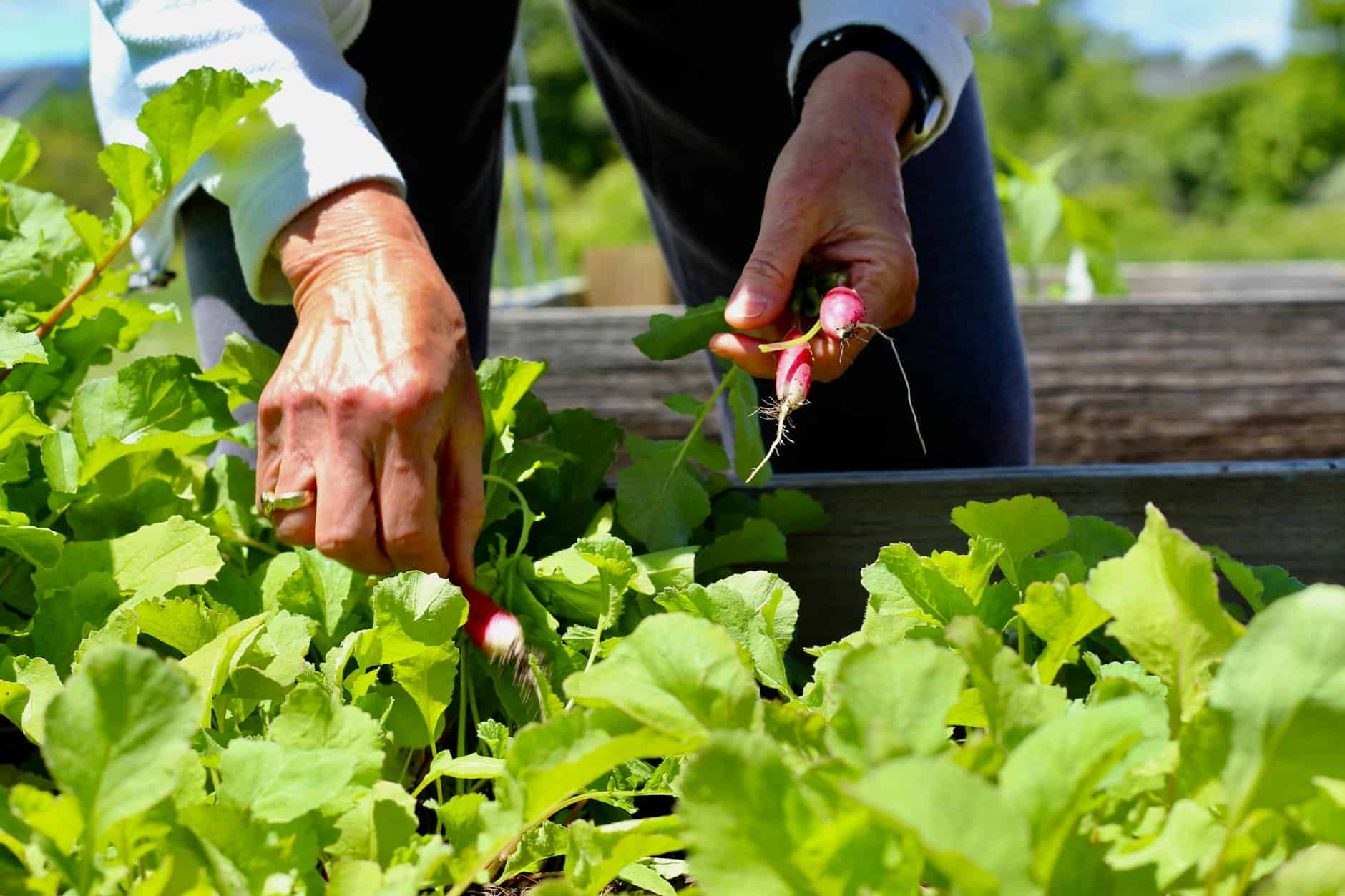 Close-up of hands harvesting radishes in a sunny garden, emphasizing organic farming.