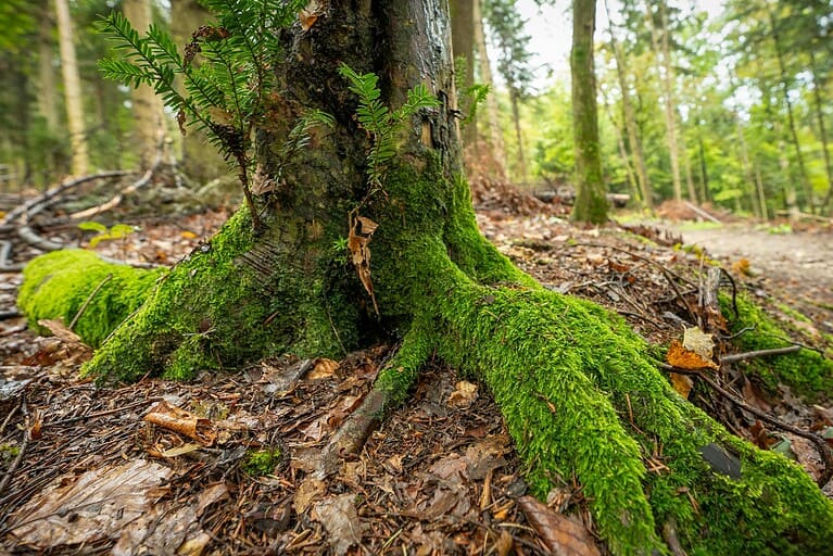 Close-up of moss-covered tree roots in a vibrant, lush forest scene emphasizing nature's beauty.