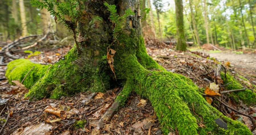 Close-up of moss-covered tree roots in a vibrant, lush forest scene emphasizing nature's beauty.