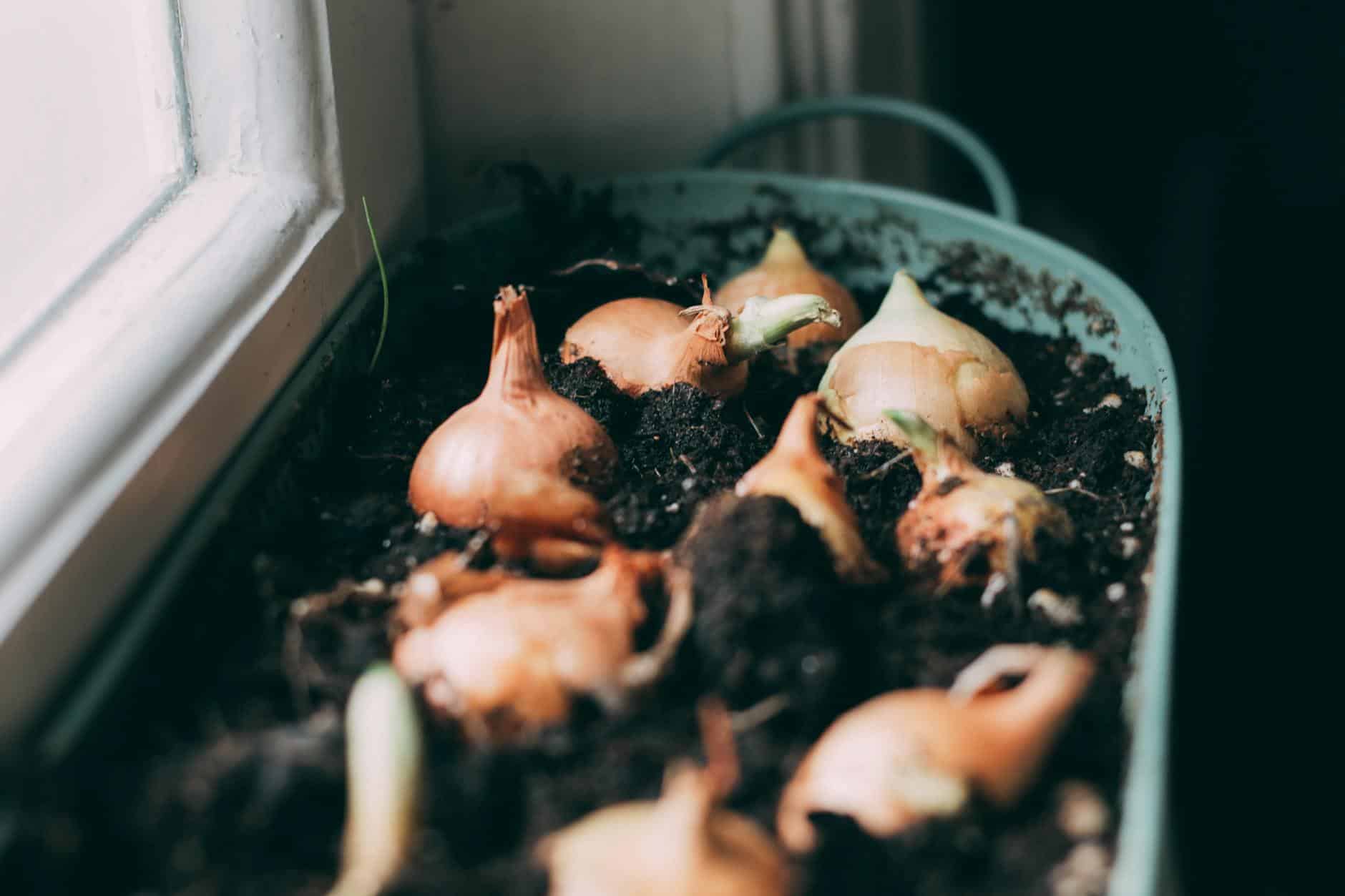 Close-up of onion bulbs sprouting in soil inside a house, natural light.