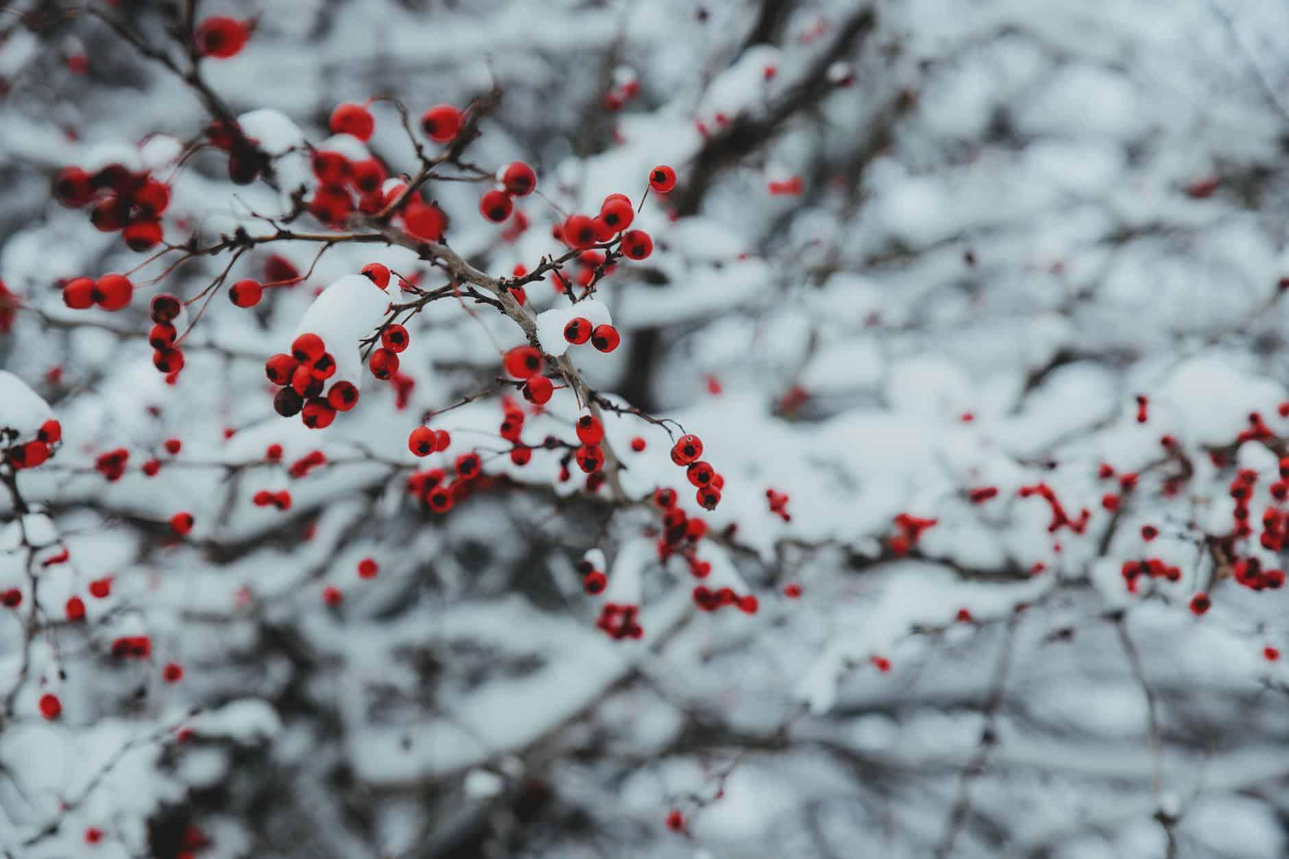 Close-up of red berries on snow-laden branches, capturing winter's serene beauty.