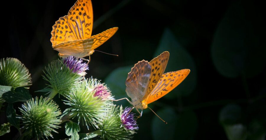Close-up of two Silver Bordered Fritillary butterflies perched on thistle flowers embracing nature.