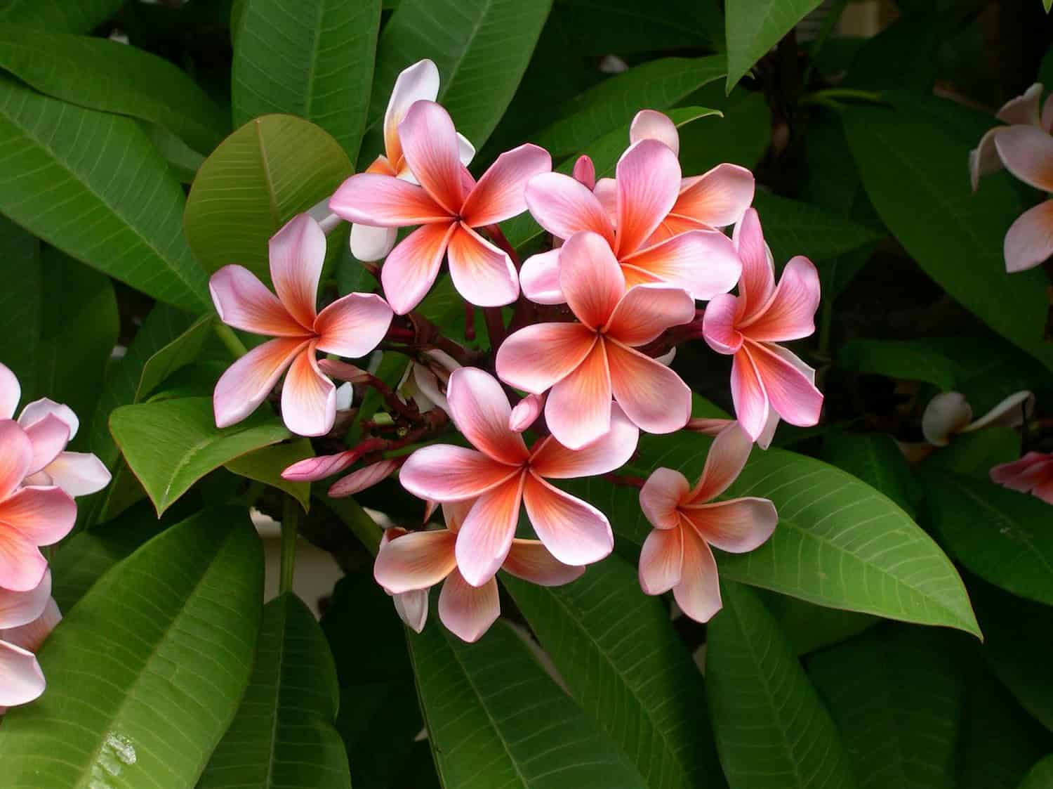 Close-up of vibrant pink plumeria flowers with lush green leaves, showcasing natural beauty.