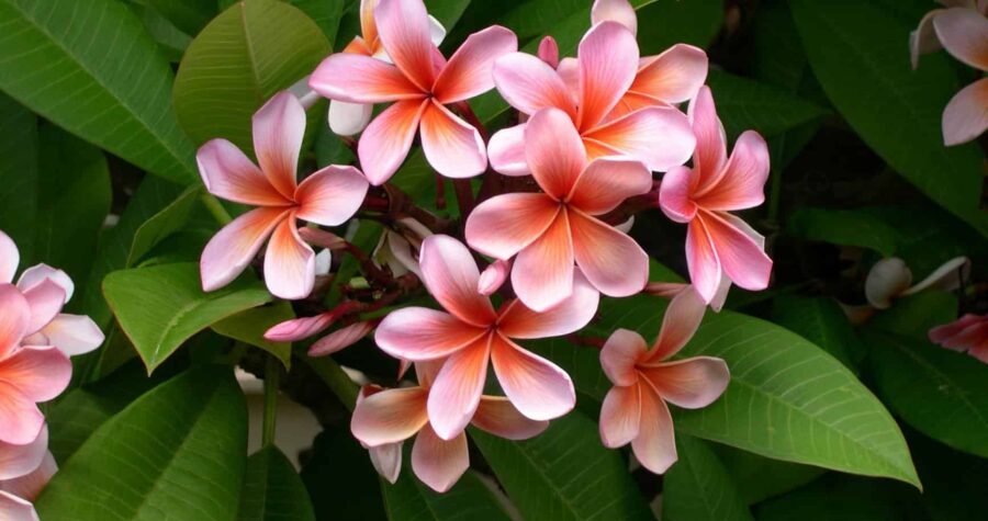 Close-up of vibrant pink plumeria flowers with lush green leaves, showcasing natural beauty.