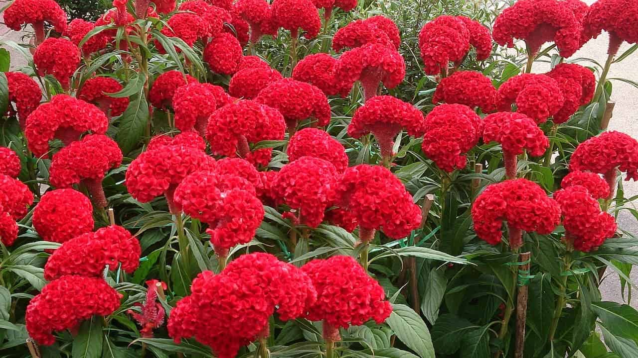 Bright red cockscomb flowers with velvety, brain-like textures bloom densely among green leaves in a vibrant outdoor garden setting