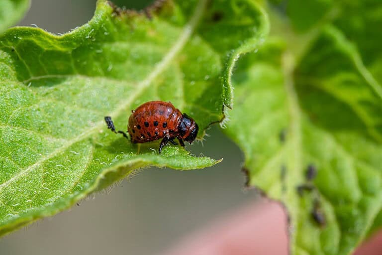 Colorado potato beetle larva with reddish-orange body and black spots crawling on green plant leaf, macro view