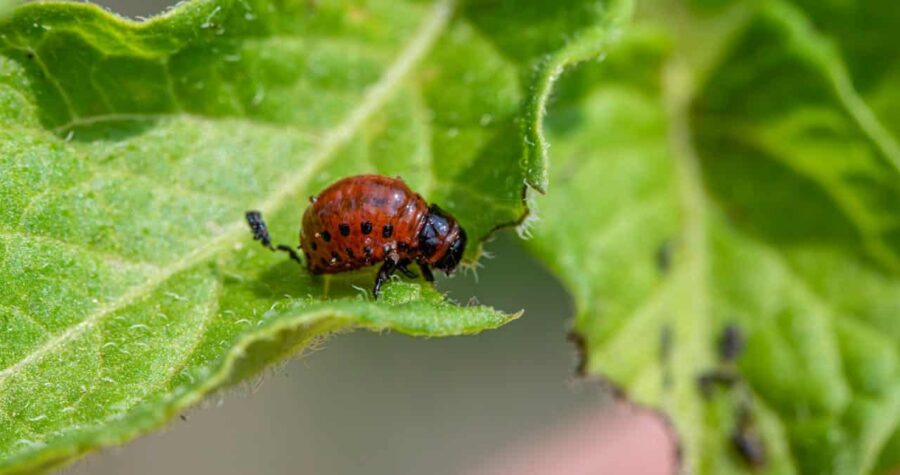 Colorado potato beetle larva with reddish-orange body and black spots crawling on green plant leaf, macro view